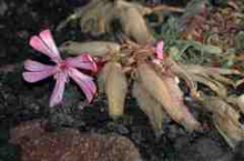 Pionierpflanze Seifenkraut (Saponaria sicula)