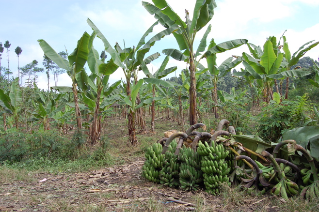 Bananenplantage.JPG