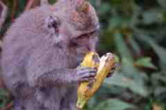 banane.JPG